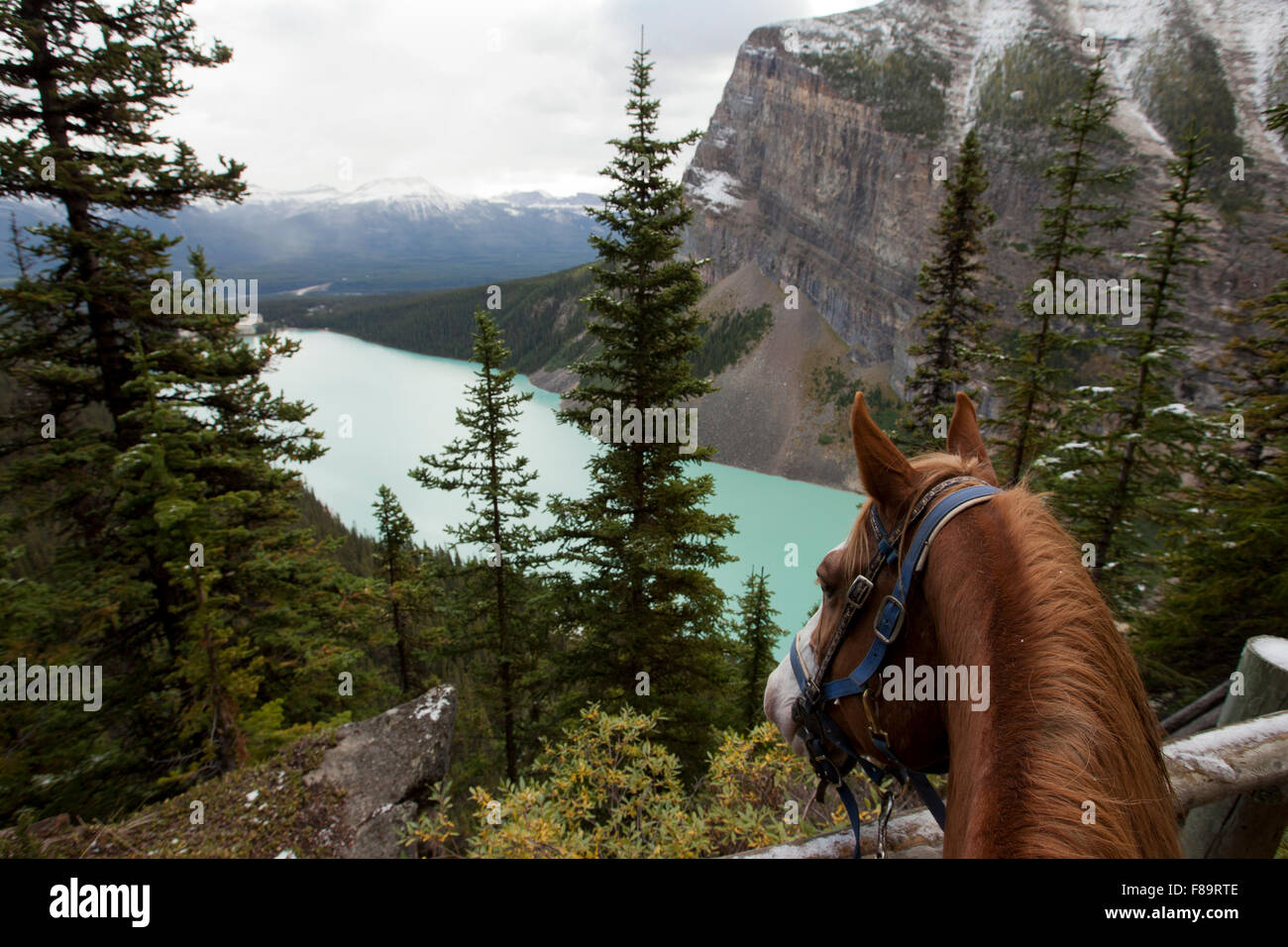 Passeggiate a cavallo attraverso il sentiero forestale Lake Louise alberta Foto Stock