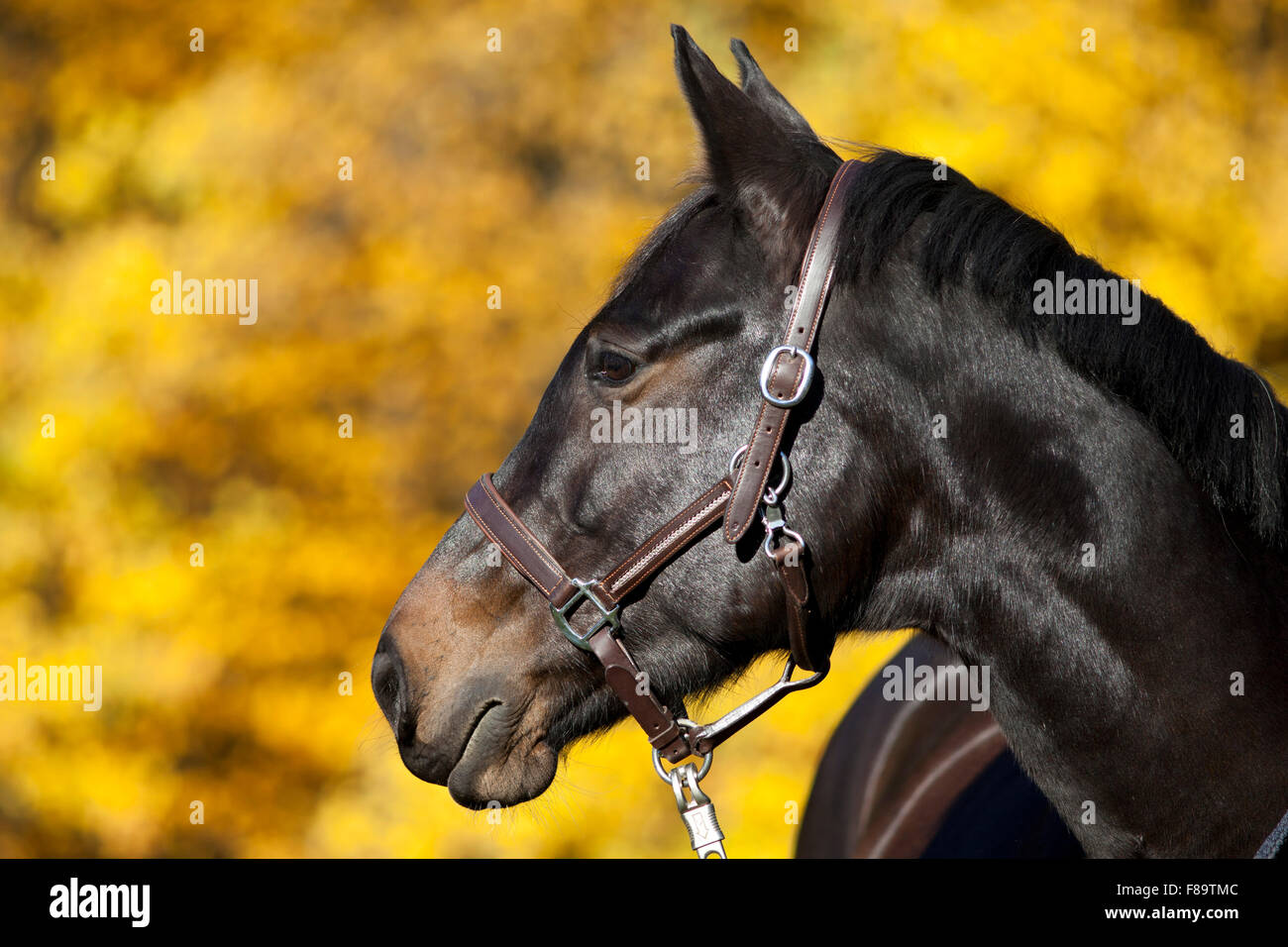 Cavallo ritratto sul prato con giallo Foglie di autunno in background Foto Stock