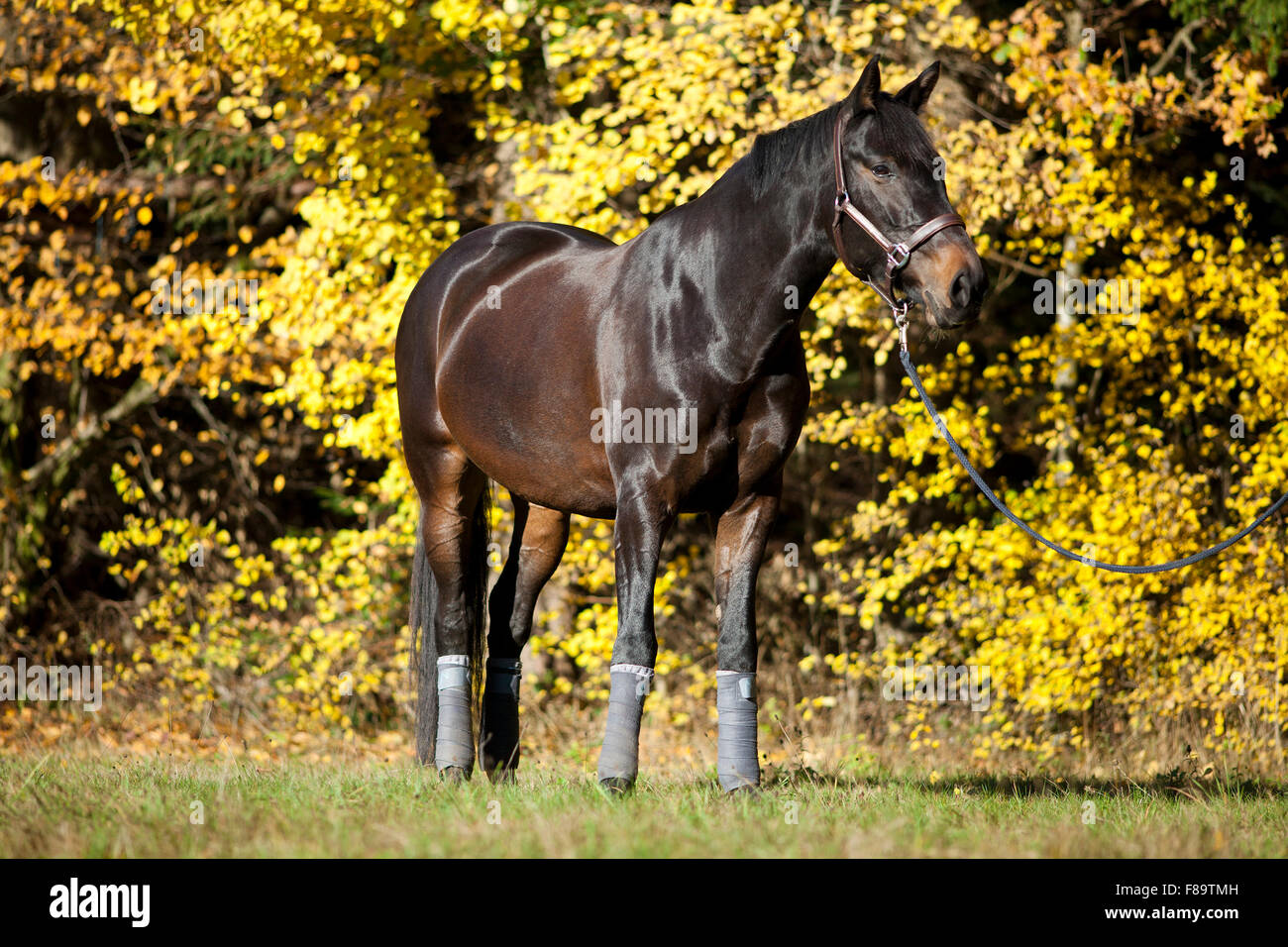 Cavallo ritratto sul prato con giallo Foglie di autunno in background Foto Stock