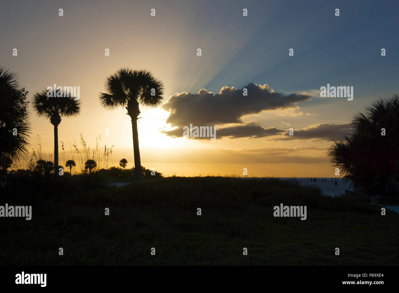 Tramonto con palme sabbia spiaggia chiave, Golfo del Messico, Clearwater, Florida, Stati Uniti d'America Foto Stock