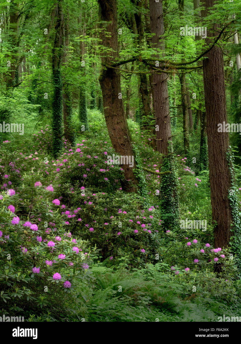 Rododendrons e di alberi di acero. Washington Park, o Foto Stock