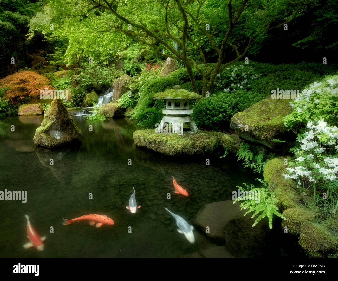 In koi pond giapponesi con lanterna e cascate. Giardini giapponesi. Portland, Oregon Foto Stock