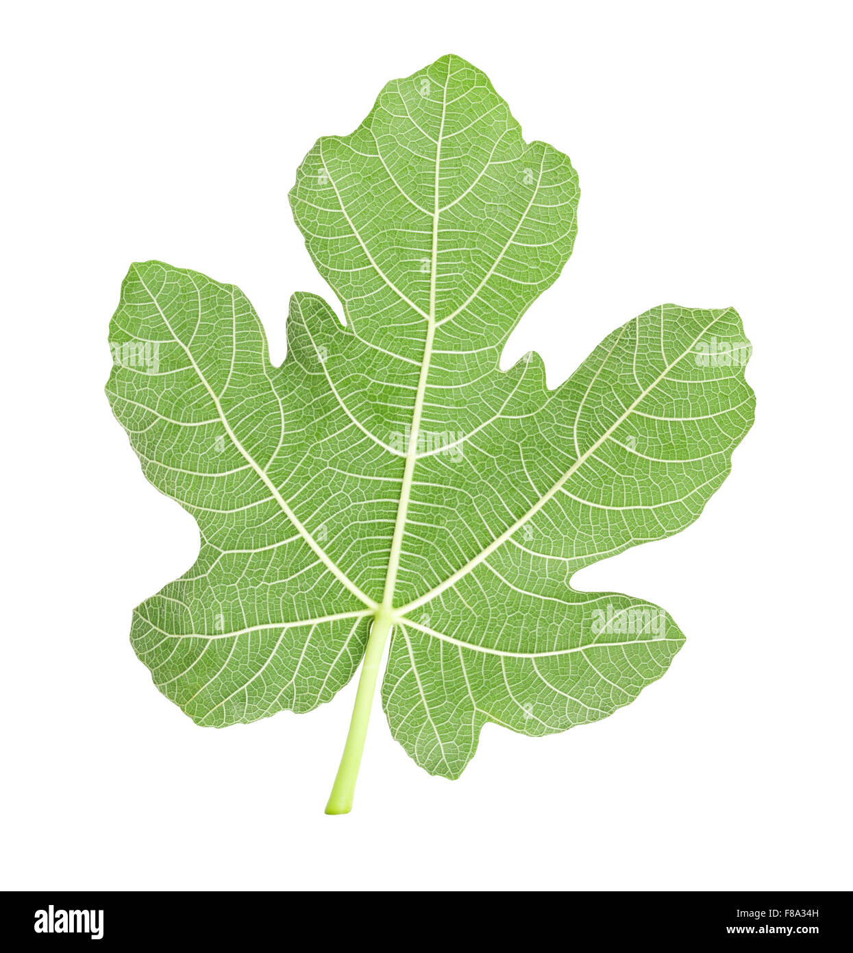 Foglia Di Fico Isolato Su Bianco Foto Stock Alamy