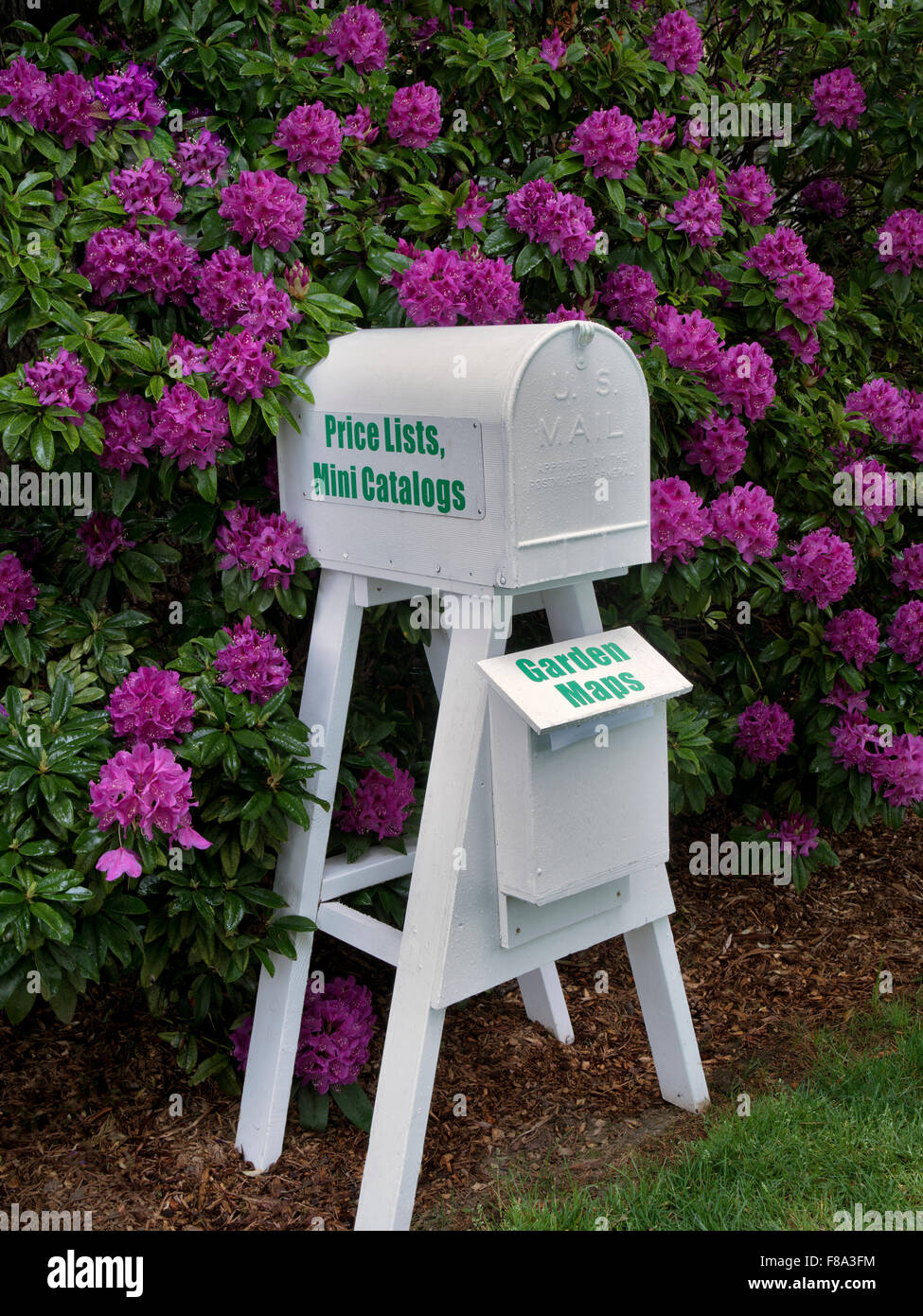 Mailbox e la fioritura dei rododendri. Iris Schrieners giardini. Oregon Foto Stock