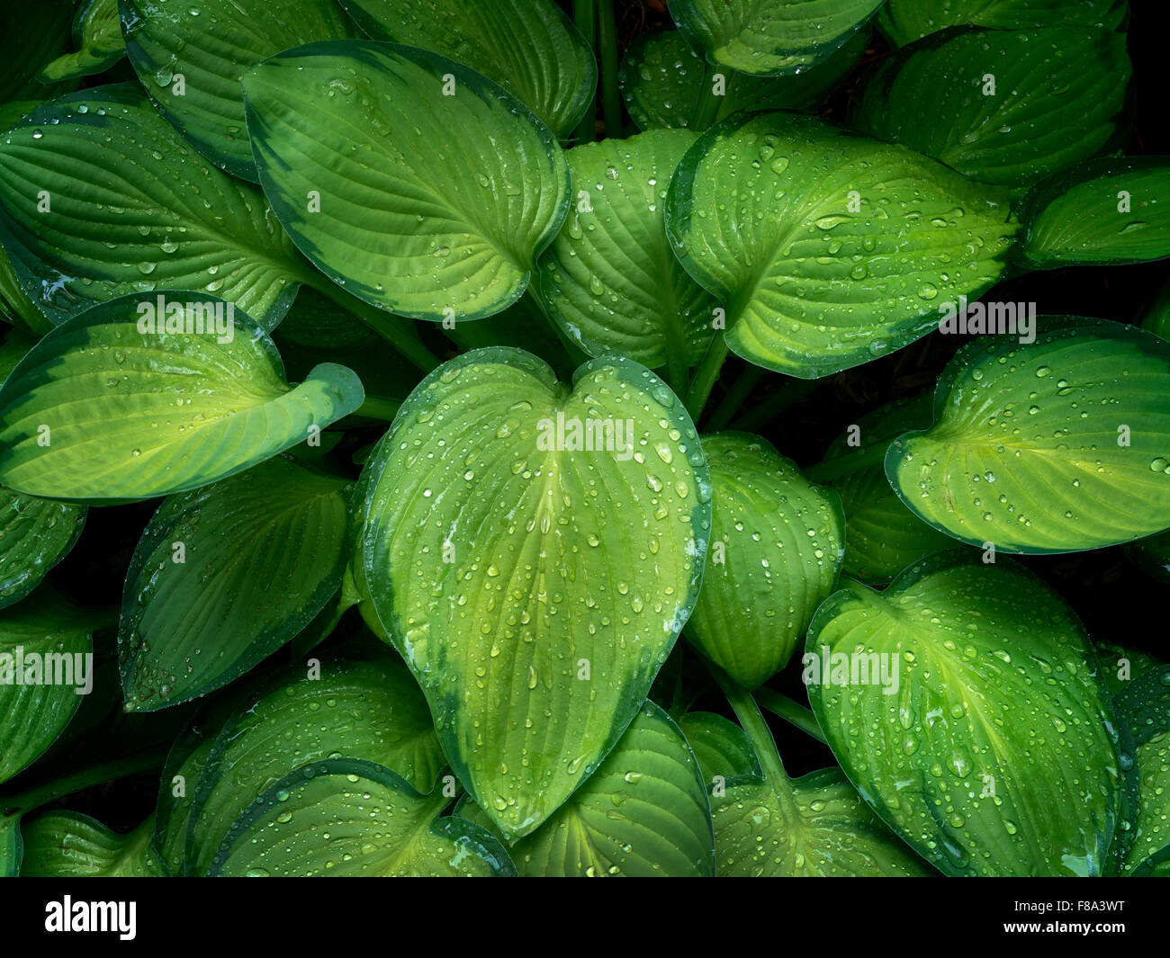 Close up di Hosta pianta con gocce di pioggia. Iris Schrieners giardini. Oregon Foto Stock