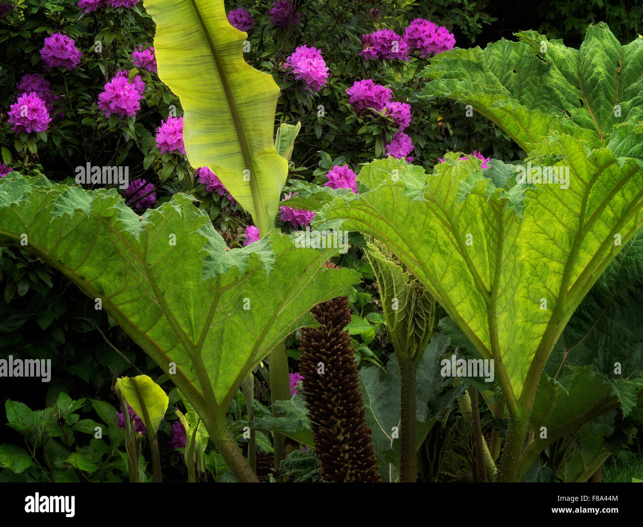 Tropical a orecchio di elefante e impianto di rododendri. Iris Schrieners giardini. Oregon Foto Stock