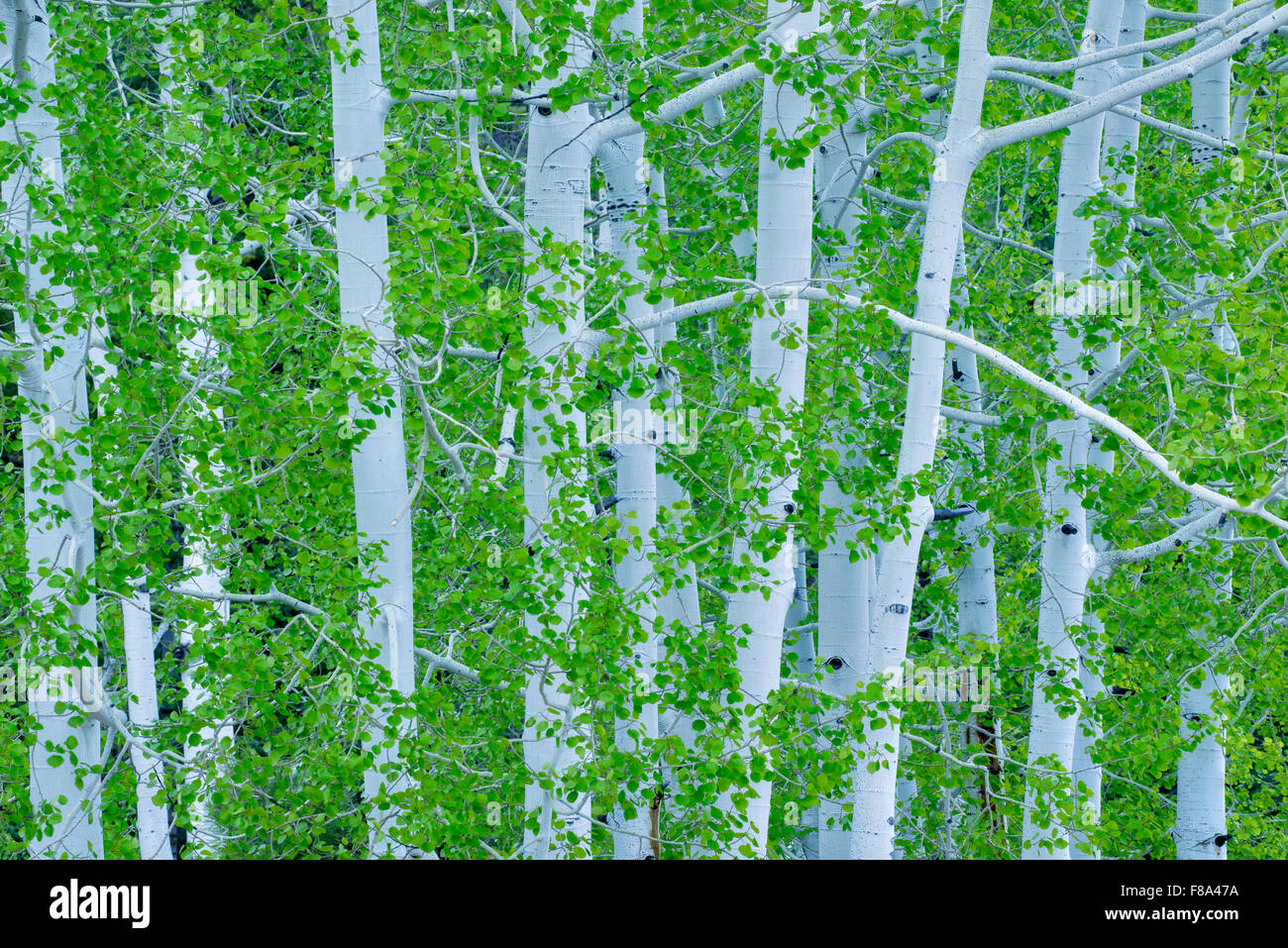 Aspen alberi con la molla nuova crescita. Il Parco Nazionale di Bryce, Utah Foto Stock