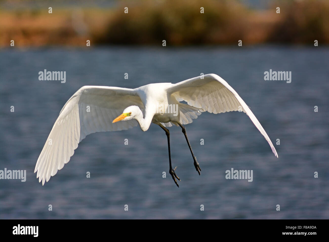 Airone bianco maggiore battenti, vista frontale Foto Stock