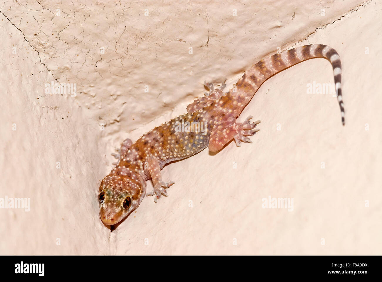 Gecko casa su un muro notturno Foto Stock