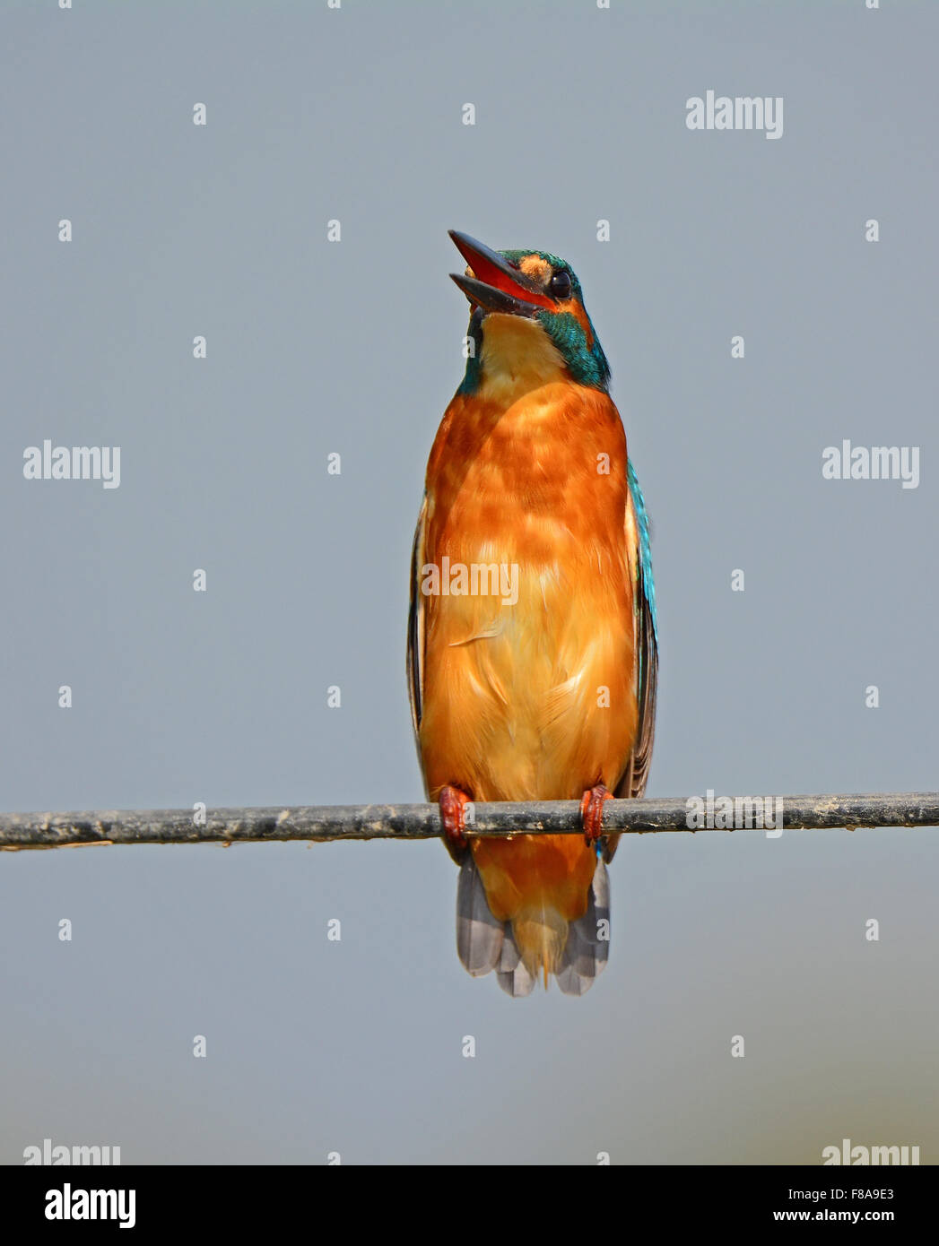 Kingfisher minaccia rappresenta Foto Stock