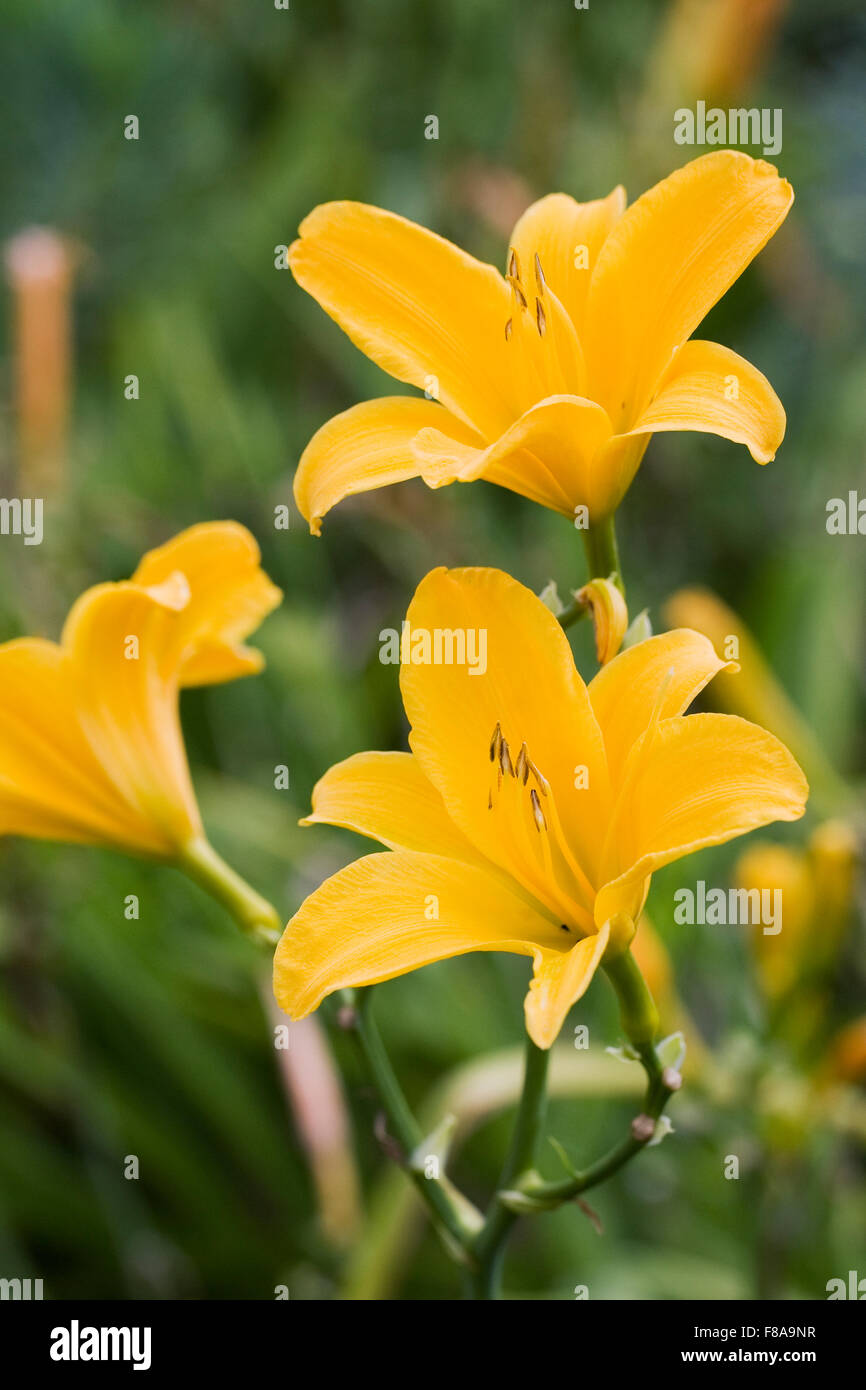 Hemerocallis. Daylily giallo dei fiori in un confine erbacee. Foto Stock