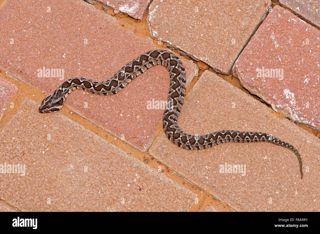Vipera palaestinae, Snake in strada Foto Stock