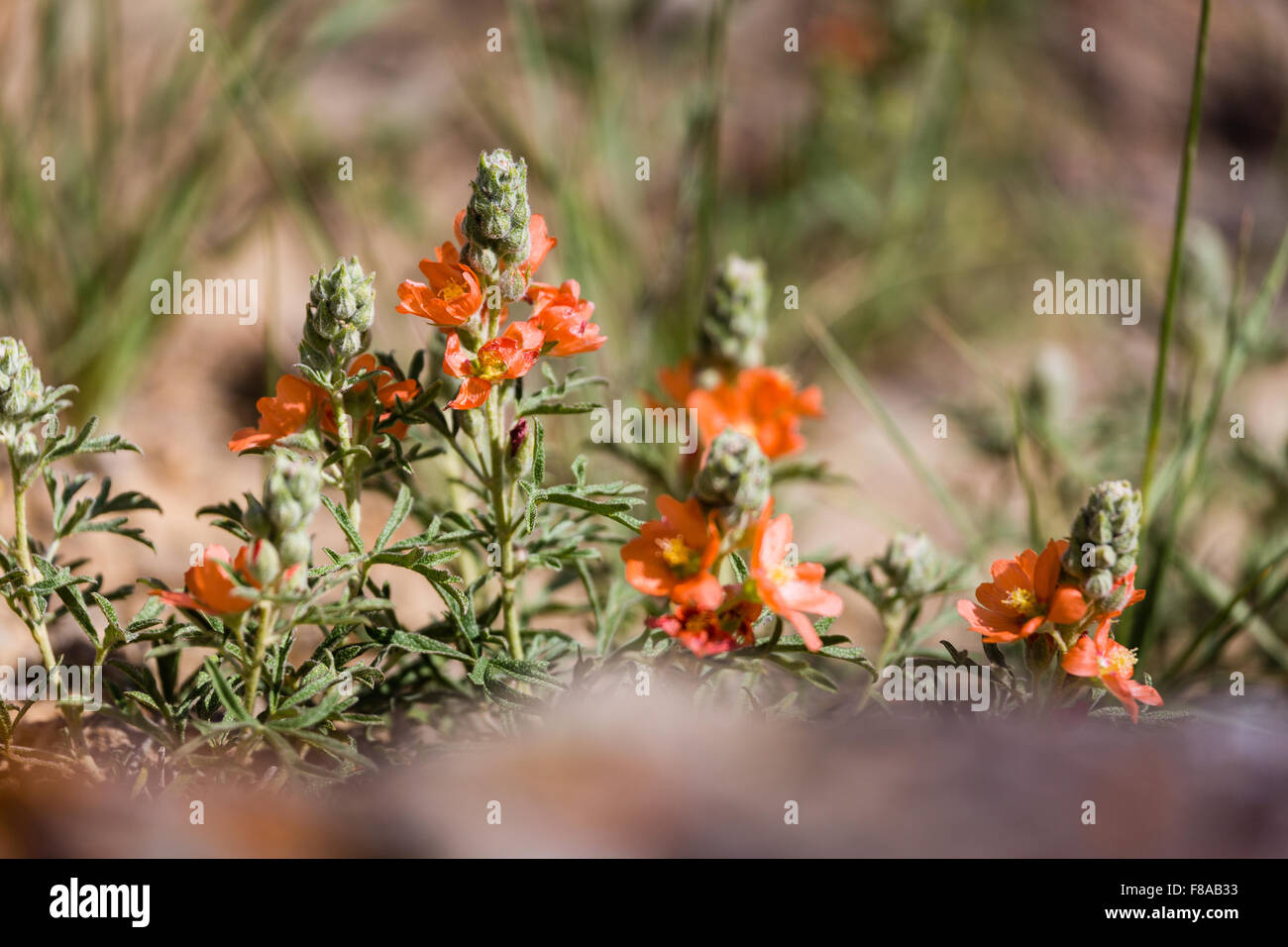 Globo arancione malva fiori selvatici in fiore nel Bighorn Basin,  McCullough picchi cavallo Area di gestione, Wyoming Foto stock - Alamy