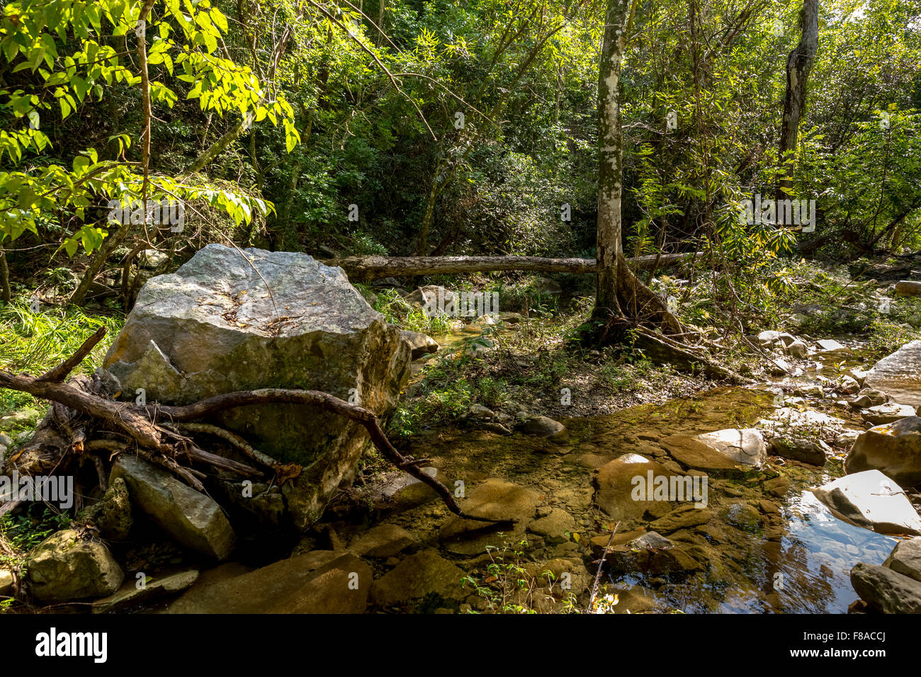 Torrente di montagna la Valle de los Ingenios, Trinidad, Cuba, Sancti Spíritus, America del Nord Foto Stock