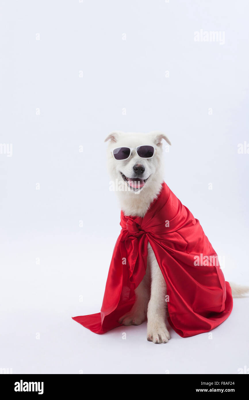 Cane in un mantello rosso e con occhiali da sole Foto Stock