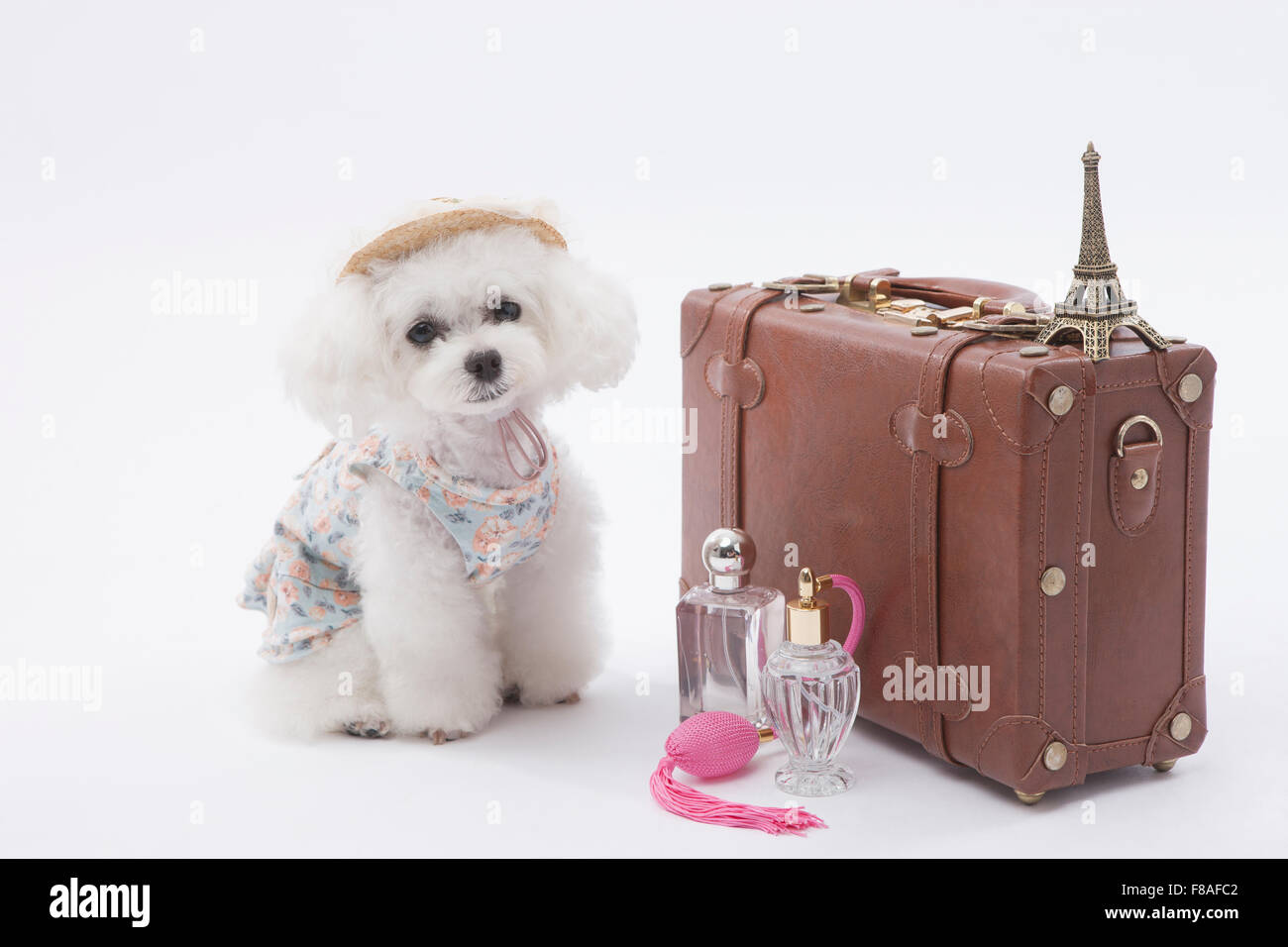 Bichon frise in stile viaggiatore seduto accanto ad una valigia e profumi Foto Stock
