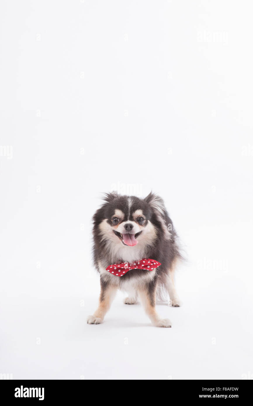 Nero Chihuahua in un bow tie con la lingua di fuori in piedi Foto Stock