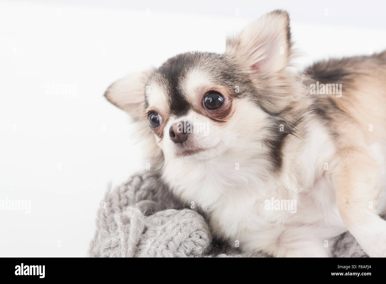 Due Chihuahua colorati sdraiato su un maglione con testa in alto Foto Stock