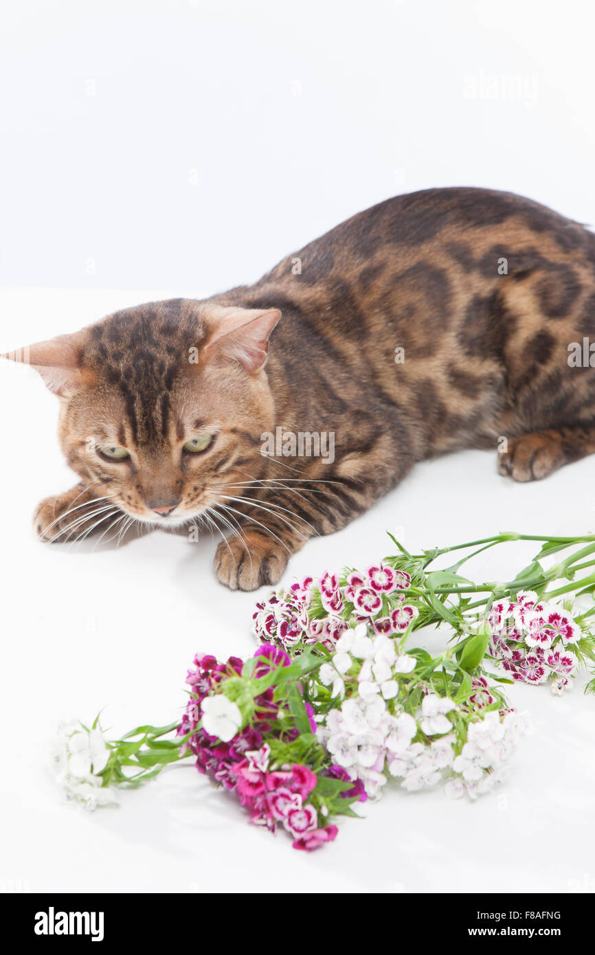 Gatto bengala sdraiato con fiori Foto Stock