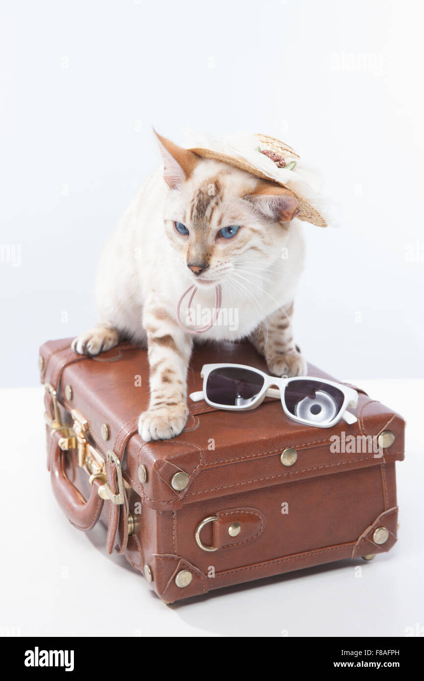 Gatto giavanese con un cappello e occhiali da sole seduto su una valigia Foto Stock