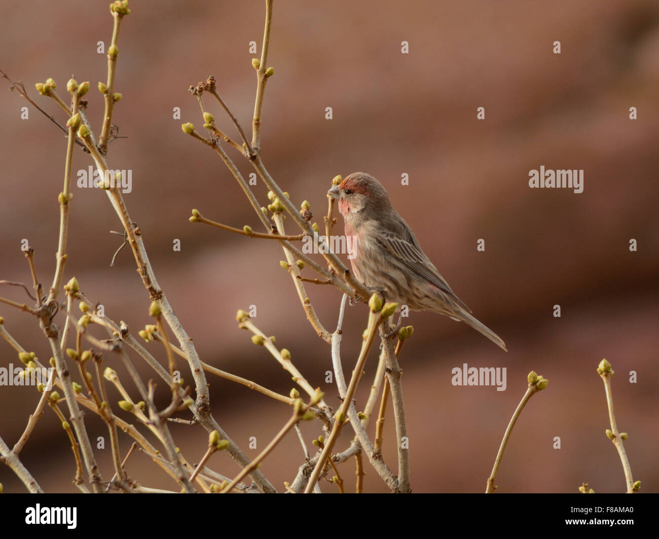 Casa maschio finch bird (carpodacus mexicanus) appollaiato sul ramo di albero Foto Stock