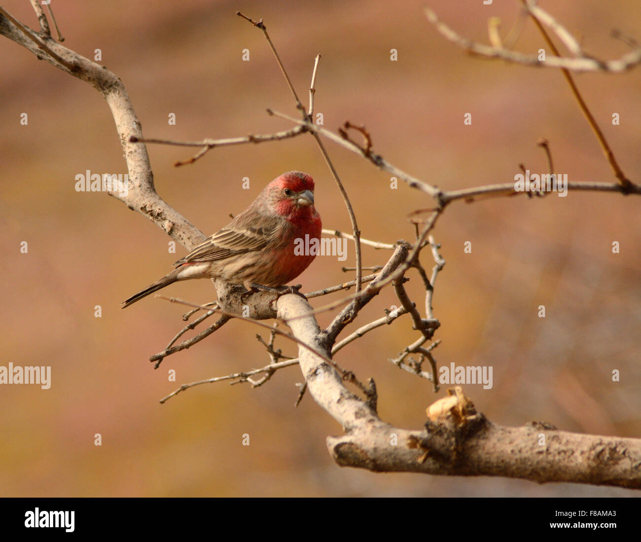 Casa maschio finch (carpodacus mexicanus,) appollaiato sul ramo di albero Foto Stock
