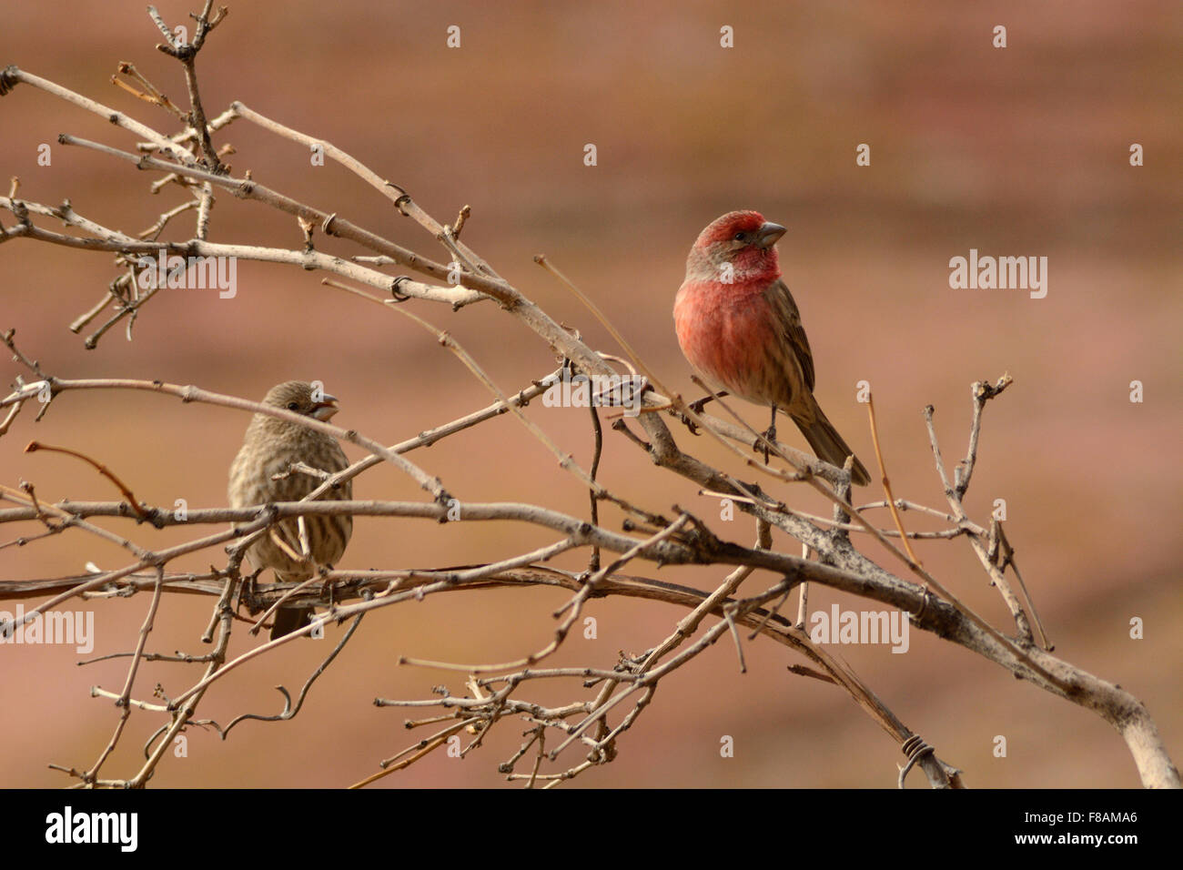 Maschio e femmina House FInches arroccato sui rami di alberi Foto Stock