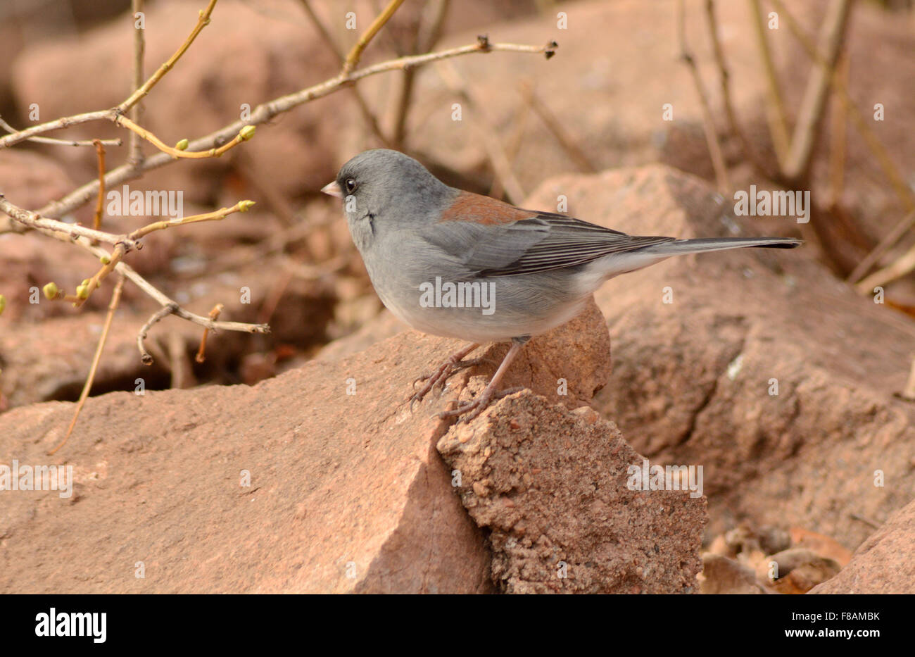 Dark eyed junco (Junco hyemalis) appollaiato sulla roccia rossa Foto Stock