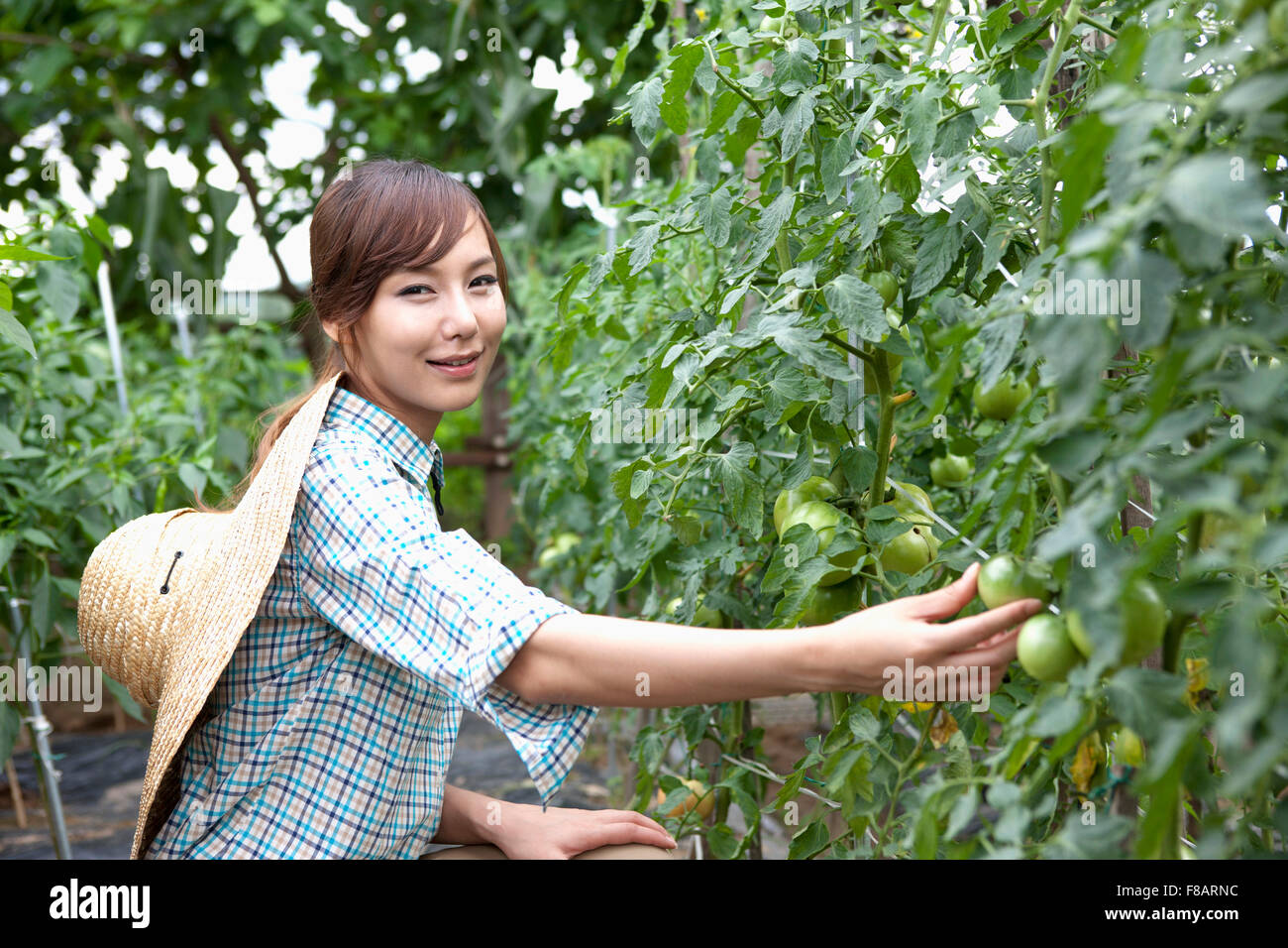 Ritratto di donna di toccare i pomodori verdi sulle piante fissando davanti con un sorriso Foto Stock