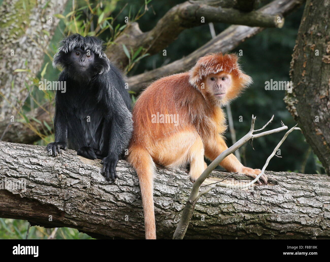 Coppia di Iavan scimmie Langur a.k.a. Ebano Lutungs (Trachypithecus auratus), sia il nero e il golden varietà Foto Stock