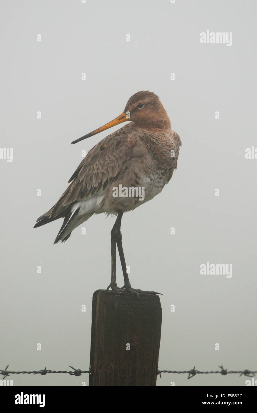Godwit dalla coda nera / Uferschnepfe ( Limosa limosa ) su un palo di recinzione, guarda indietro, nella nebbia mattutina, la fauna selvatica, l'Europa. Foto Stock