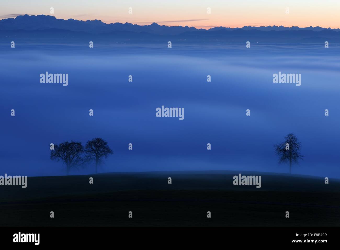 Markdorf, Germania. Il 7 dicembre, 2015. Una fitta nebbia su foreste attorno al lago di Costanza appena dopo il tramonto vicino a Markdorf, Germania, 7 dicembre 2015. A causa di una inversione atmosferica, cime di alta situata alberi sono ancora visibili, mentre il lago è completamente coperto. Foto: FELIX KAESTLE/DPA/Alamy Live News Foto Stock