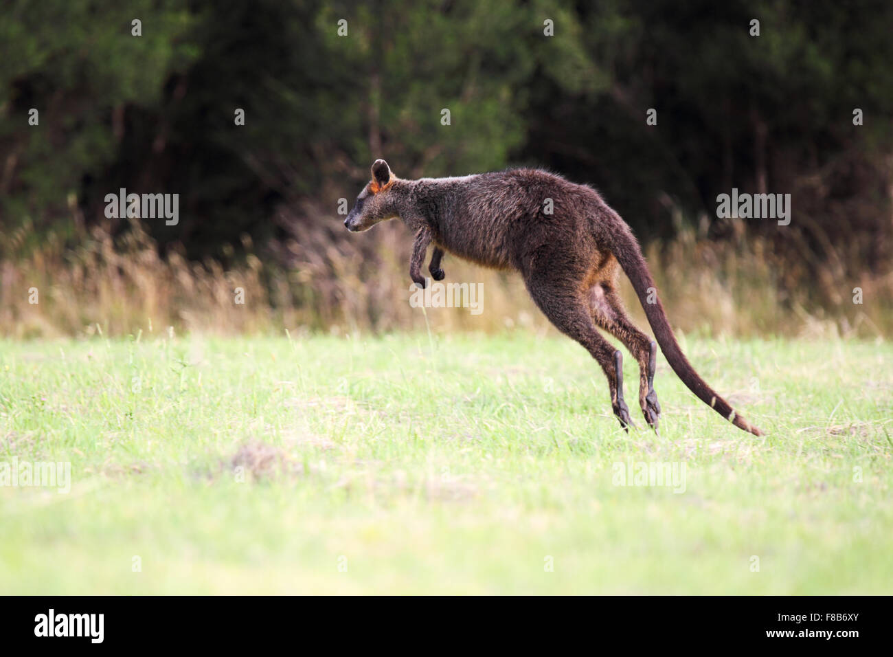 Jumping Swamp Wallaby Wallabia (bicolore) sul circuito di Phillip Island, Victoria, Australia. Foto Stock