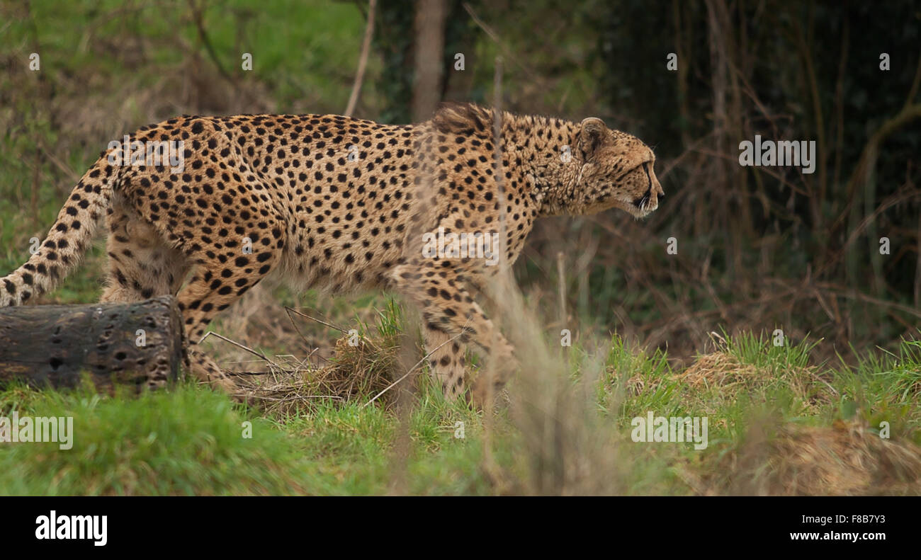 Foto di un avviso cheetah maschio Foto Stock