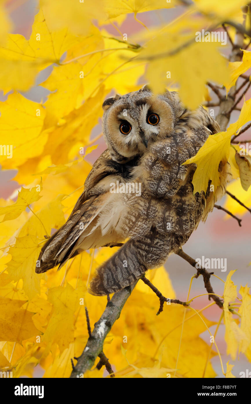 Gufo dalle orecchie lunghe / Waldohreule ( Asio otus ) arroccato in un albero d'acero, con una vista divertente, circondato da foglie dorate (fauna selvatica), l'Europa. Foto Stock