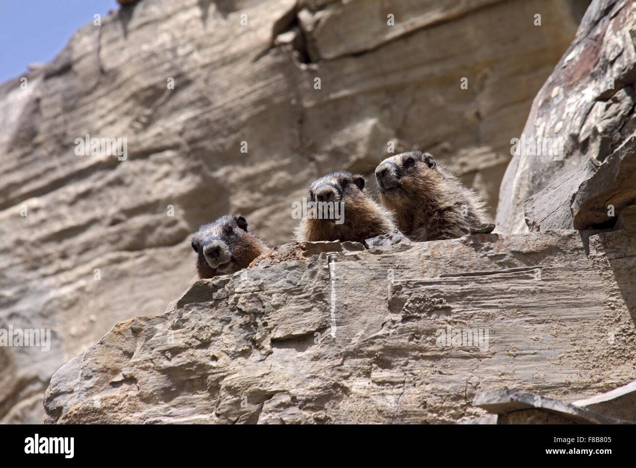 Annoso marmotte accanto a burrow ensoleillement stessi sulla sperone roccioso in Alberta Canada Foto Stock