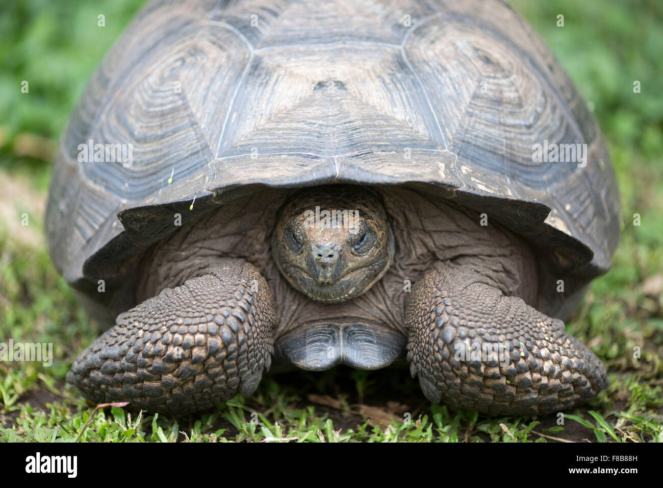 La fauna delle isole Galapagos , in Ecuador . Foto Stock