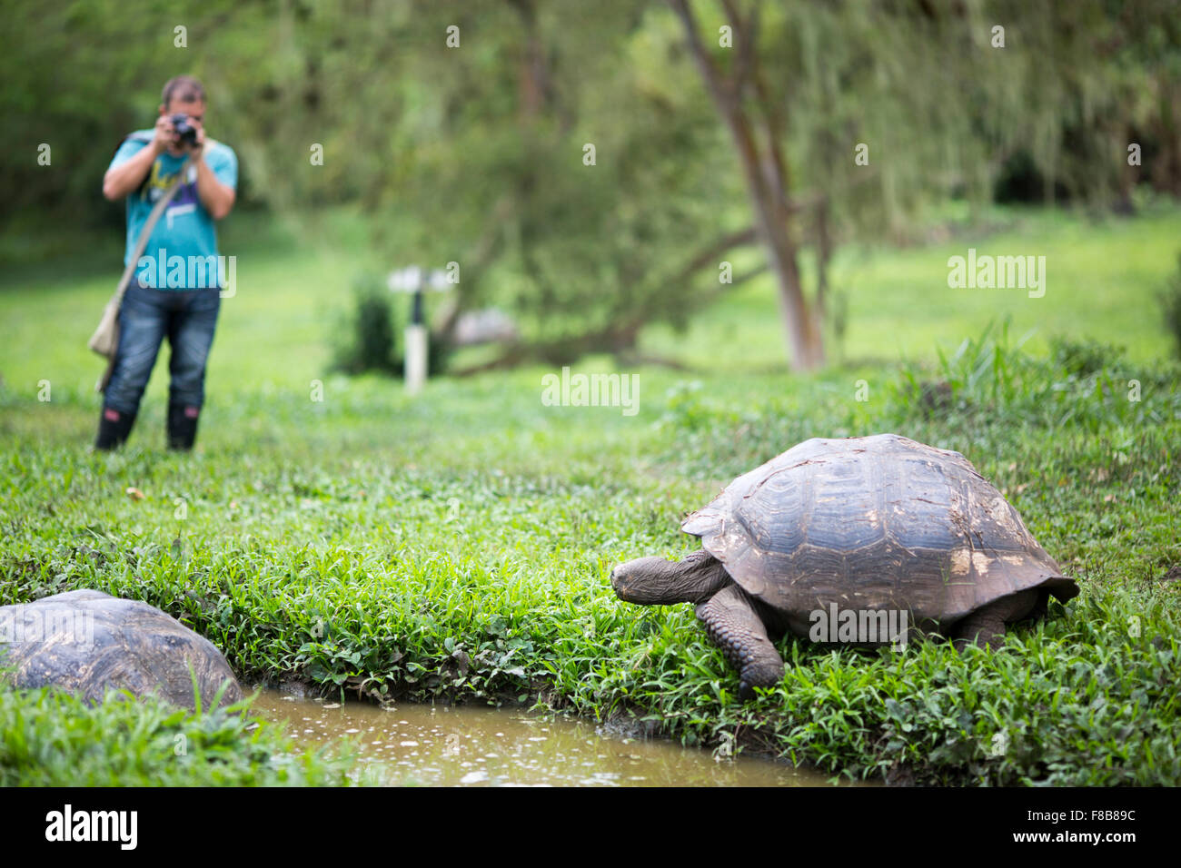 La fauna delle isole Galapagos , in Ecuador . Galápagos tartaruga gigante Foto Stock