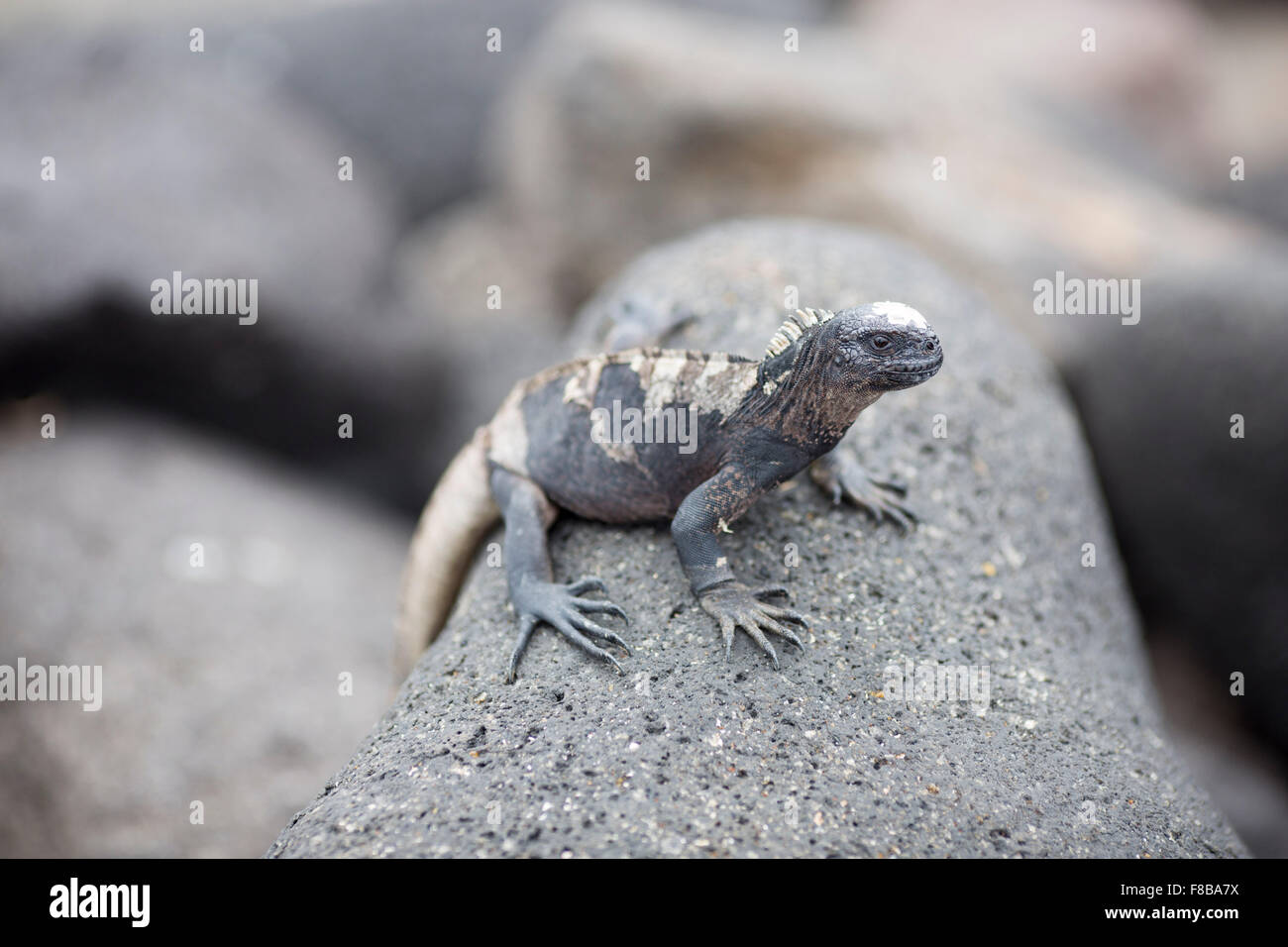 La fauna delle isole Galapagos , in Ecuador . Foto Stock