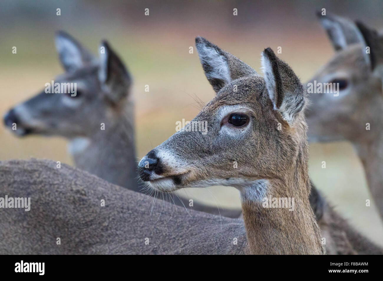 Tre Cervo femmina del peering a distanza Foto Stock