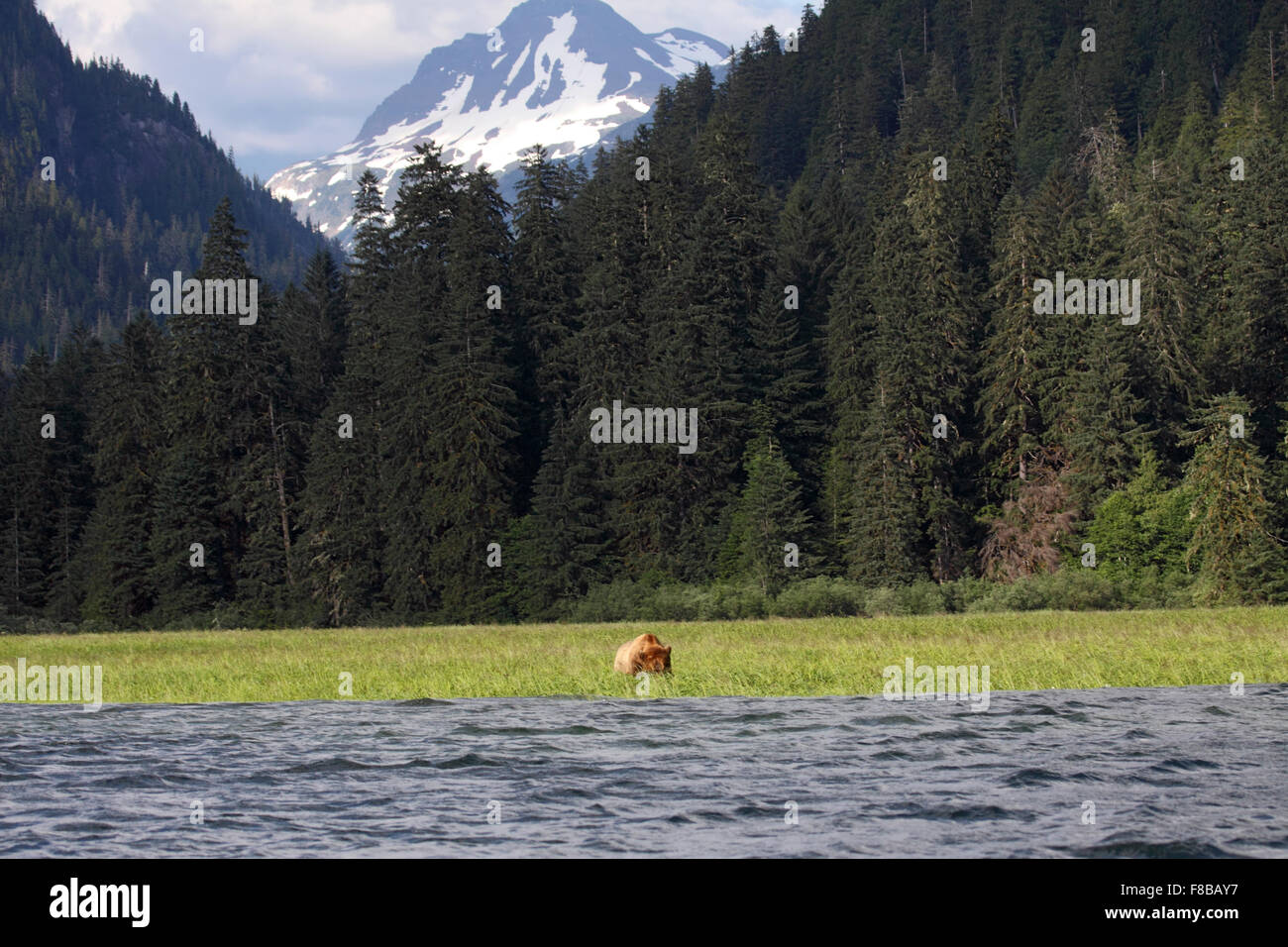 Grizzly o orso bruno in alimentazione sedge marsh nell estuario con uno sfondo mozzafiato sulla costa della Columbia britannica in Canada Foto Stock