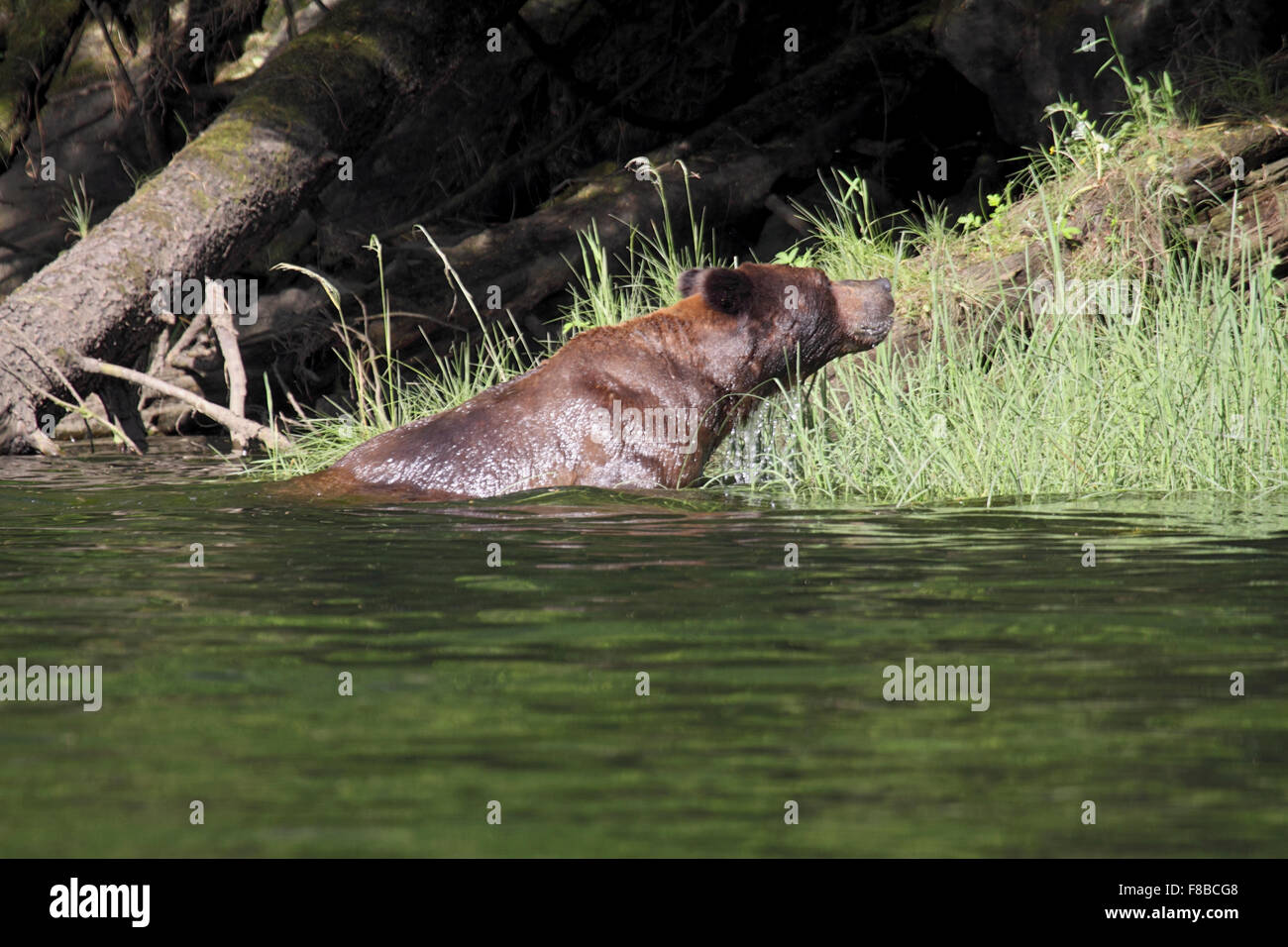 Grizzly o orso bruno tira fuori di acqua in estuario sulla costa della Columbia britannica in Canada Foto Stock