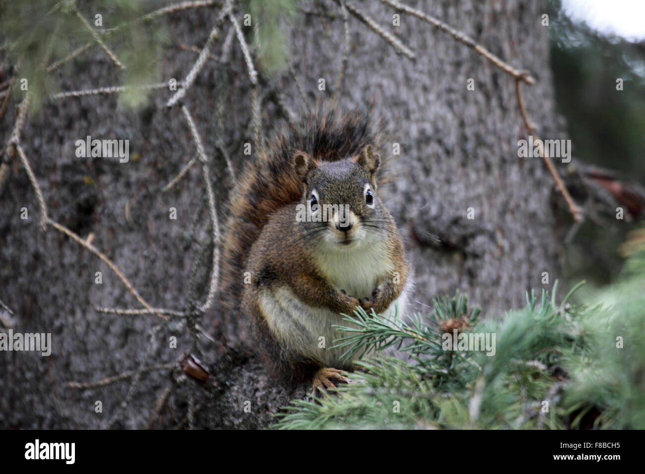 American scoiattolo rosso nella foresta di conifere in Canada Foto Stock