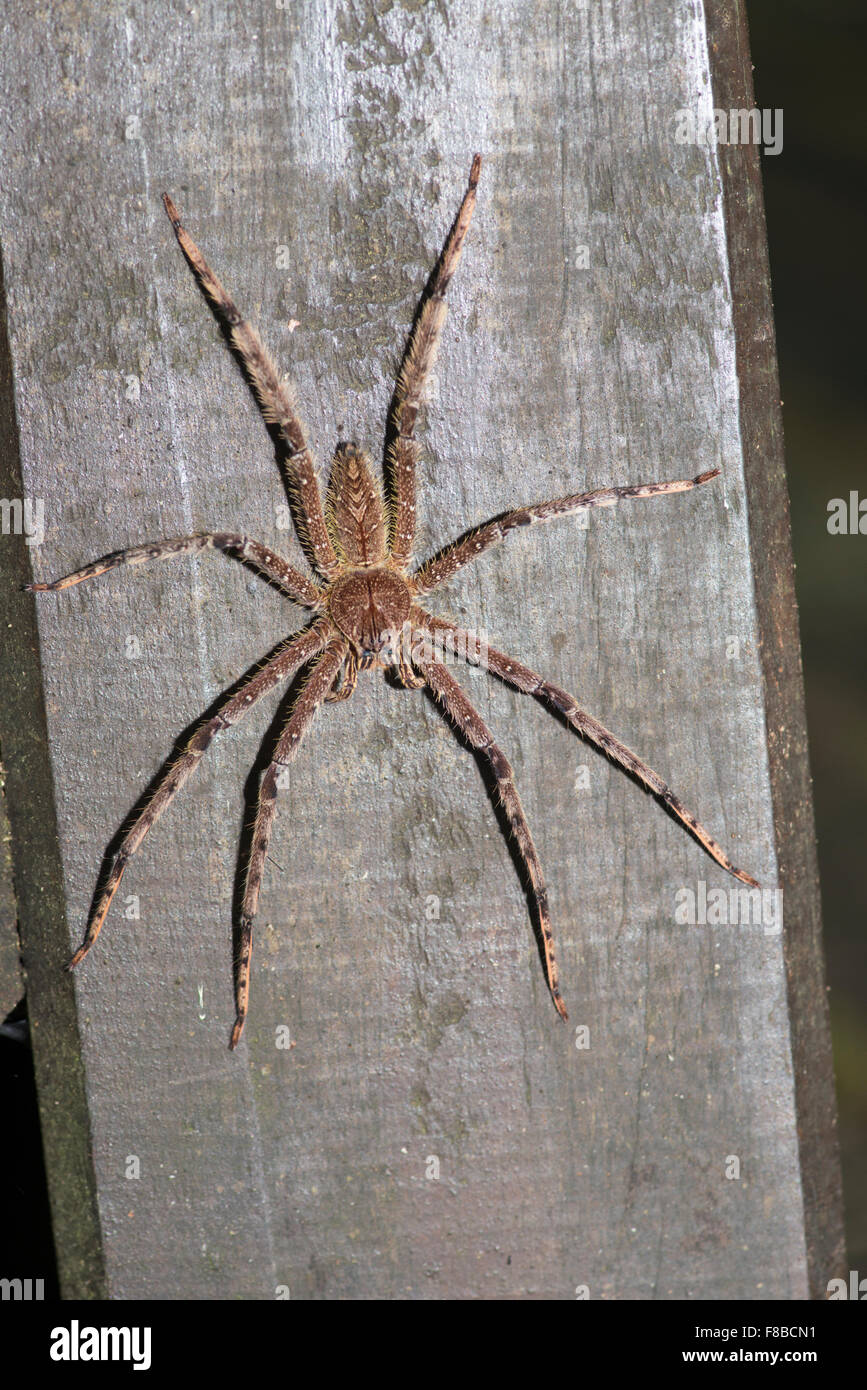 Huntsman Spider {Sparassidae}. Danum Valley, Sabah Borneo Foto Stock