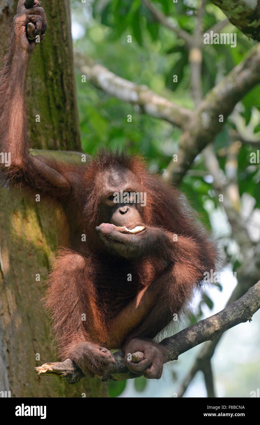 Bornean orango: Pongo pygmaeus. Sepilok, Sabah Borneo. Foto Stock