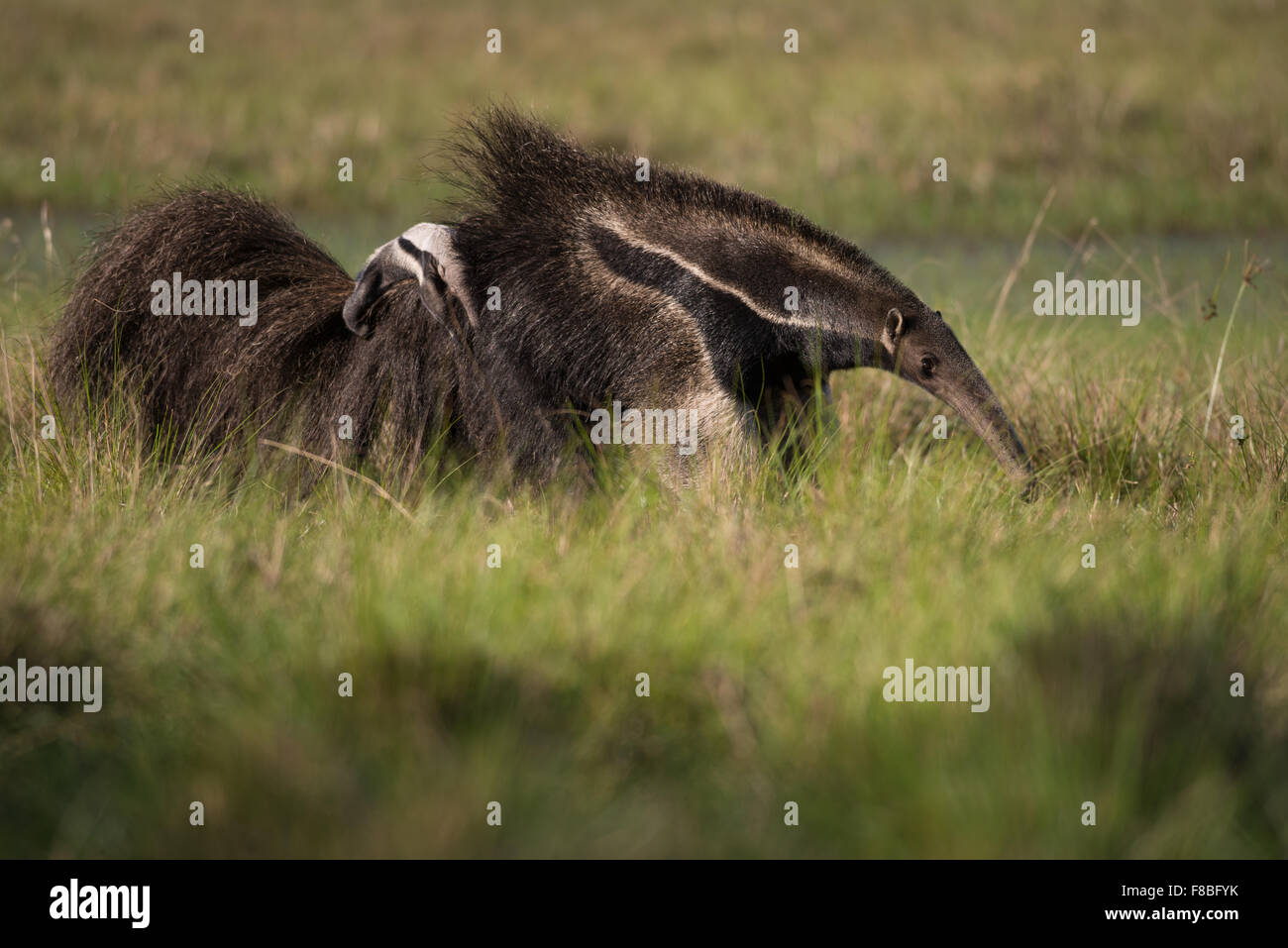 Un gigante Anteater portando un bambino sulla sua schiena Foto Stock