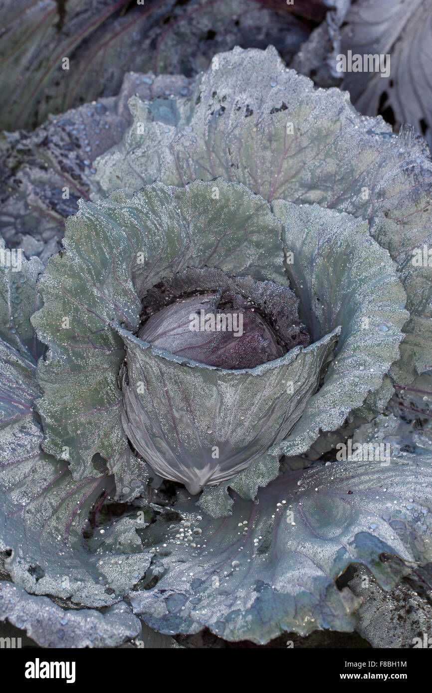 Cavolo rosso, cavolo, cavolo viola, rosso kraut o blu kraut, Rotkohl, Blaukohl, Kohl, Brassica oleracea capitata rubra Foto Stock