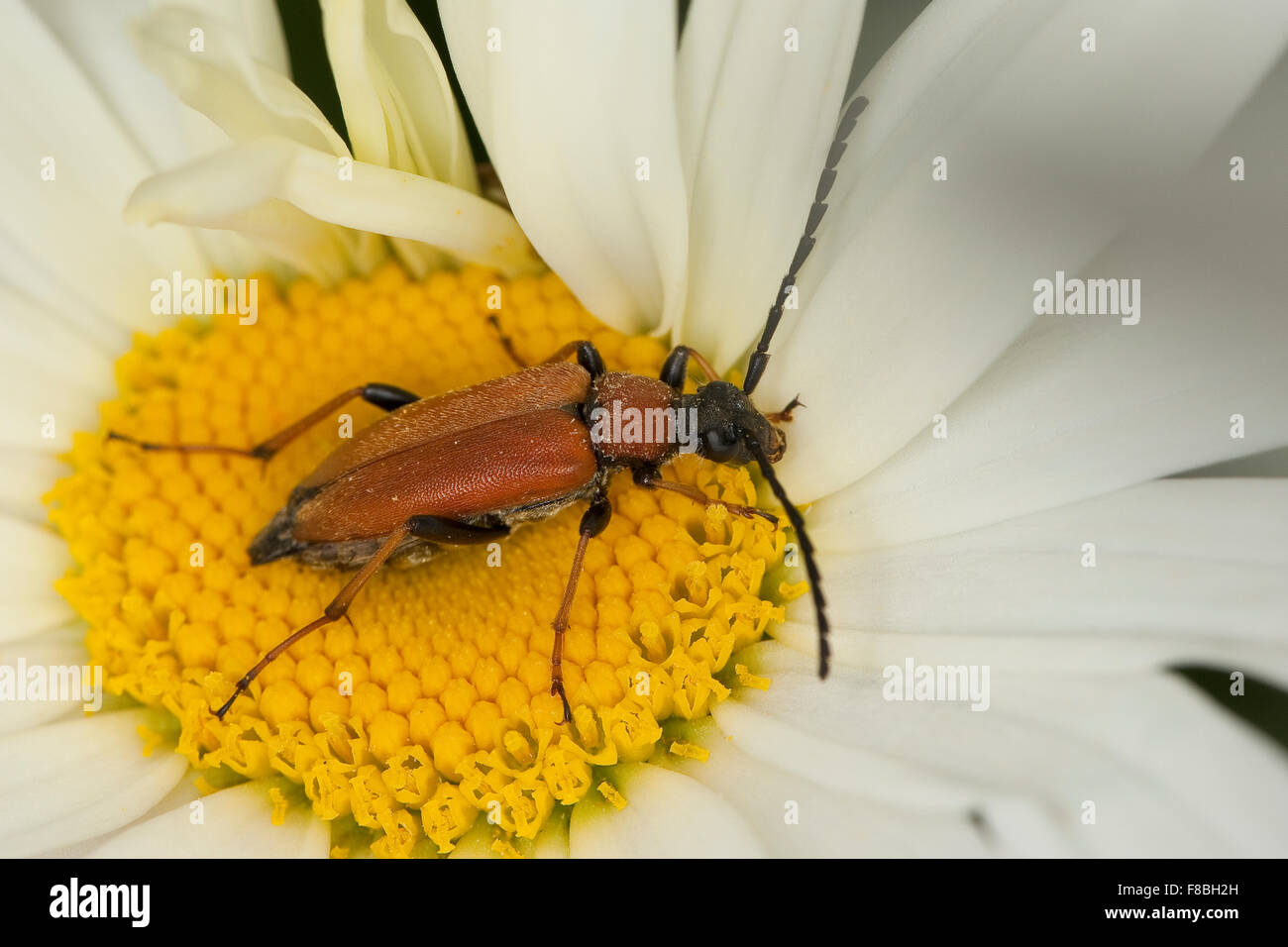 Red Longhorn Beetle, Rothalsbock, Rot-Halsbock, Roter Halsbock, Weibchen, Corymbia rubra, Stictoleptura rubra, Leptura rubra Foto Stock