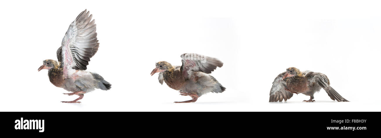 Piccioni selvatici (Columba livia domestica), tre giovani piccioni, vista laterale, il primo volo di tentativi, captive Foto Stock