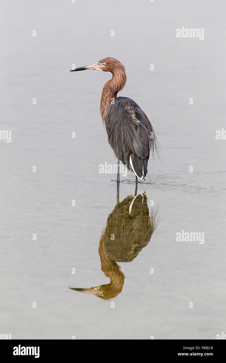 Reddish garzetta (Egretta rufescens) in piedi in acqua, riflessione, GV 'Ding' Darling National Wildlife Refuge, Sanibel Island Foto Stock